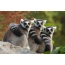 Three Lemurs