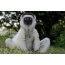 White lemur
