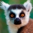 Muzzle lemur full screen