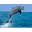 Dolphin mitsambikina avy ao anaty rano