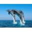 Bir jump ilə delfinlər