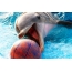 Bir top ilə Dolphin