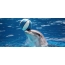 Dolphin misy baolina