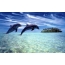 Island, water, dolphins