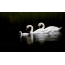 Swans, baby bird