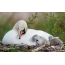 Swan with chicks in the nest