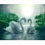 Pair of swans