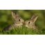 Rabbits on the desktop