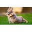 Funny rabbit on the desktop