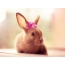 Rabbit with a flower