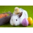 Rabbit, uskrsna jaja, piletina