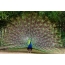 Peacock z bujnim repom