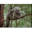 Koalas on a branch
