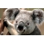Koala face full screen