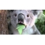 Koala chews leaves