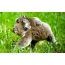 Koala with a cub on the grass