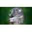 Koala sa screen saver