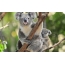 Sleeping koala on the desktop
