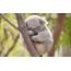 Ang koala natulog sa usa ka kahoy