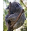 Koala sleeping on a branch