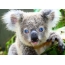 Sleeping koala on the desktop