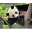 Zosangalatsa Panda pamtengo