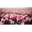 Wallpaper tulips