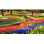 Flower beds with tulips