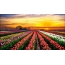 Tulip field, sunset