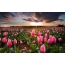 Sunset, tulips