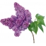 Lilac on a white background