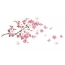 Sakura цэцэглэлтийн