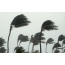 Strong wind, palm trees