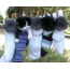 Kittens on a clothesline
