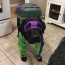 Dog dressed as a super hero
