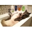 Cats in the sink