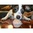 Dog and cupcake