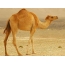 Kamel u pustinji
