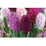 Screensaver on the desktop hyacinths