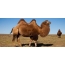 Camel on savanna background