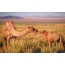 Camels on the background of nature