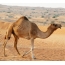 Kamel u pustinji