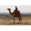Screensaver on the desktop camel