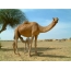 Kamel sa kamelom