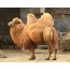 Old camel
