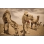 Screensaver on the desktop camels