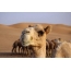 Picture camel