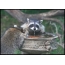 Raccoons drink water