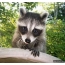 Mga iring ug raccoon