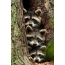 Raccoons in the hollow
